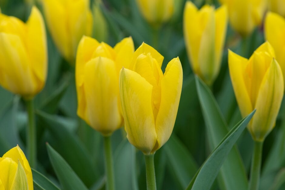tulip 'Yellow Purissima'