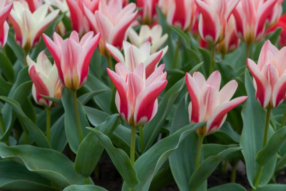 tulip 'Zombie'