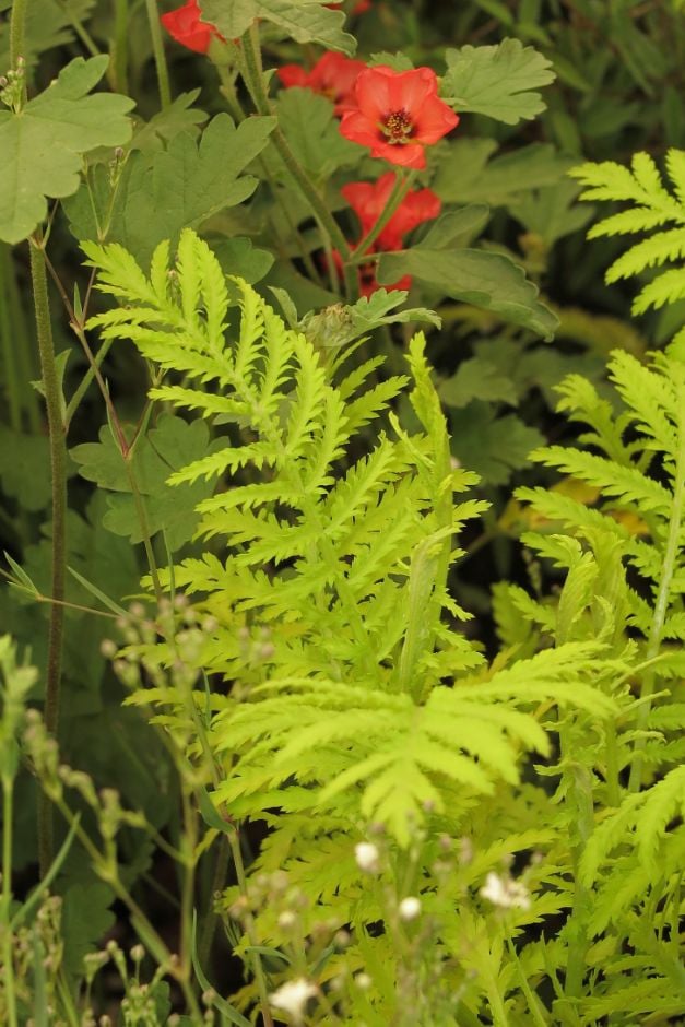 tansy 'Isla Gold'