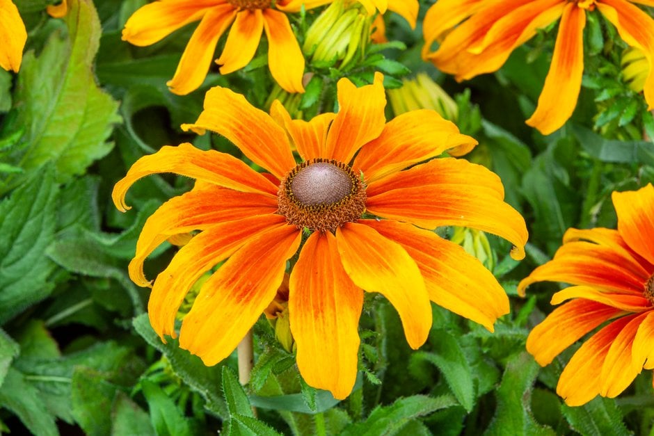coneflower [Summerina Butterscotch Biscuit]