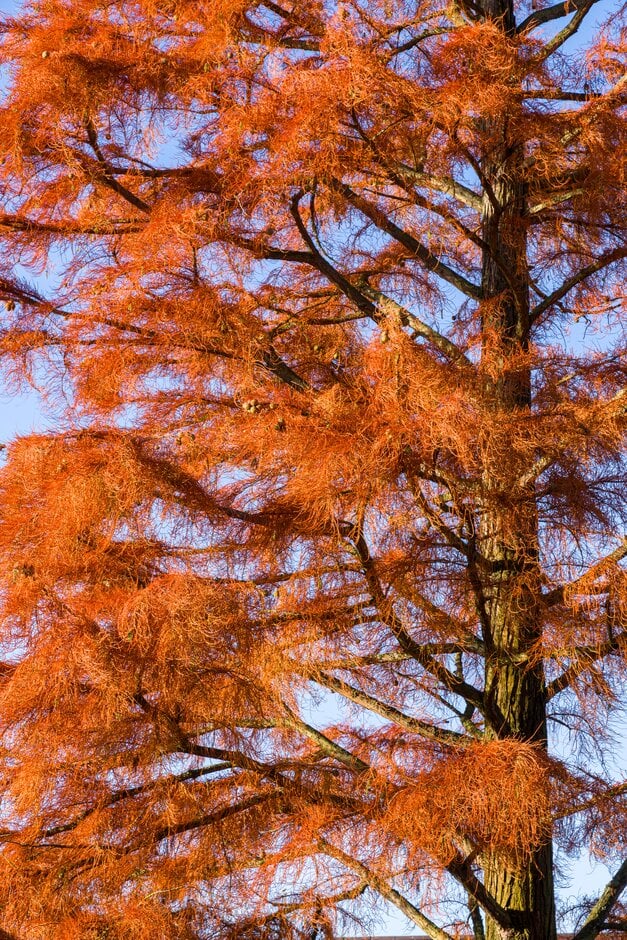 nodding pond cypress