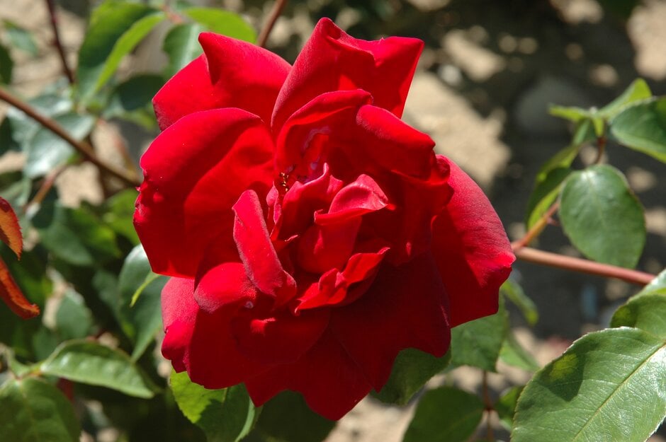 rose [Team England]