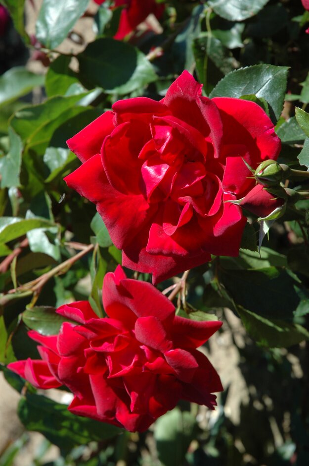 rose [Team England]