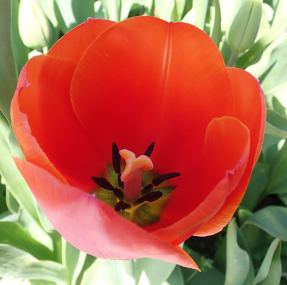 tulip 'Ad Rem'