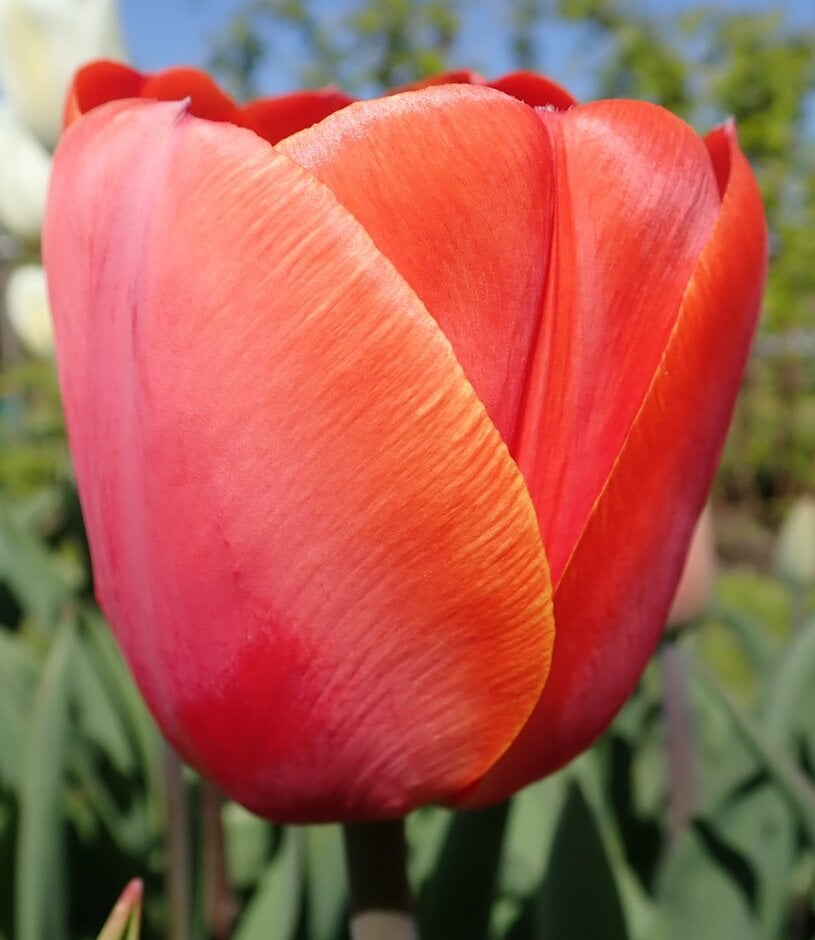 tulip 'Ad Rem'