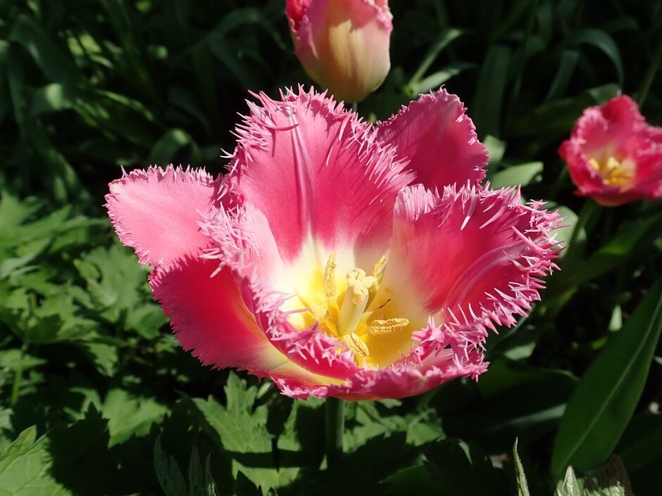 tulip 'Auxerre'