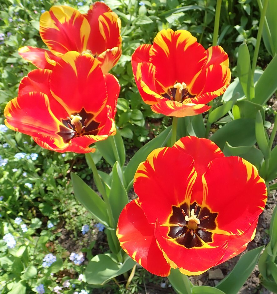 tulip 'Banja Luka'