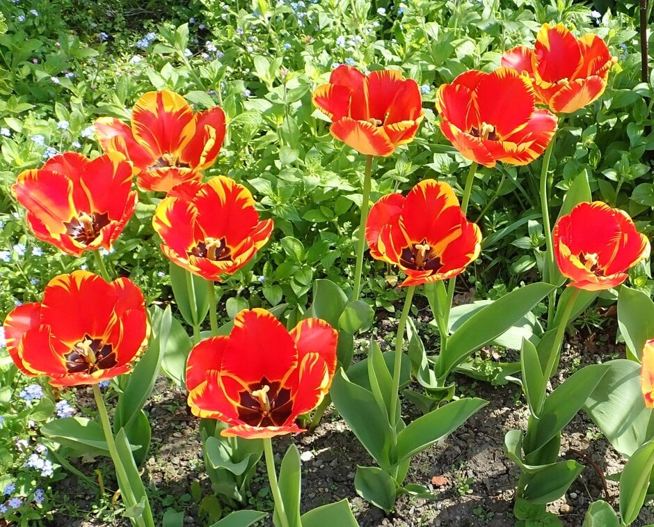 tulip 'Banja Luka'