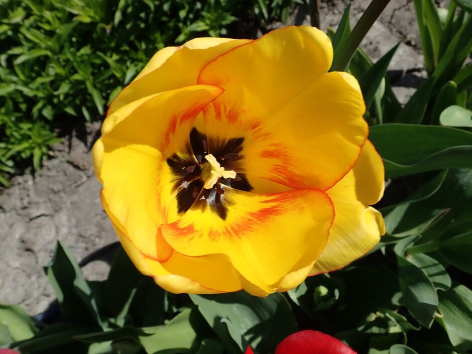 tulip 'Beauty of Spring'