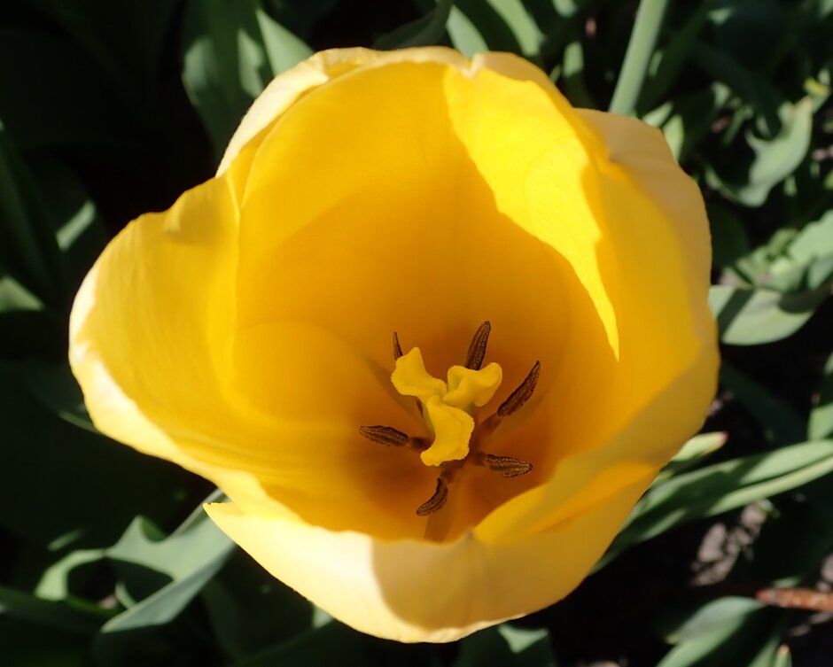 tulip 'Big Smile'