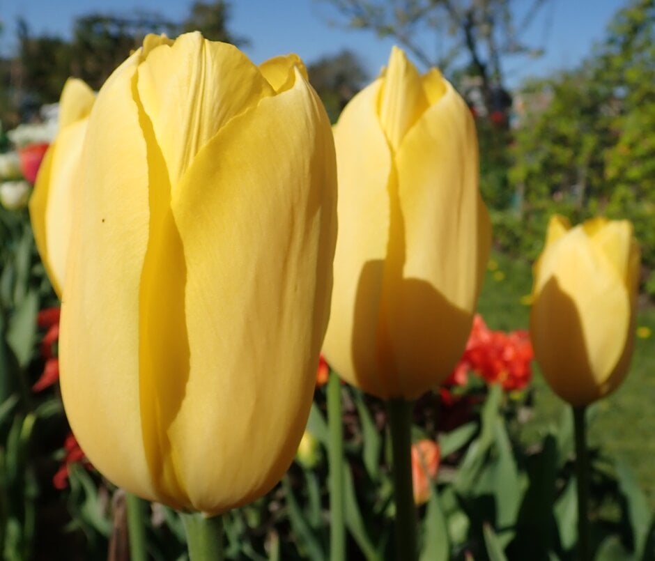 tulip 'Big Smile'
