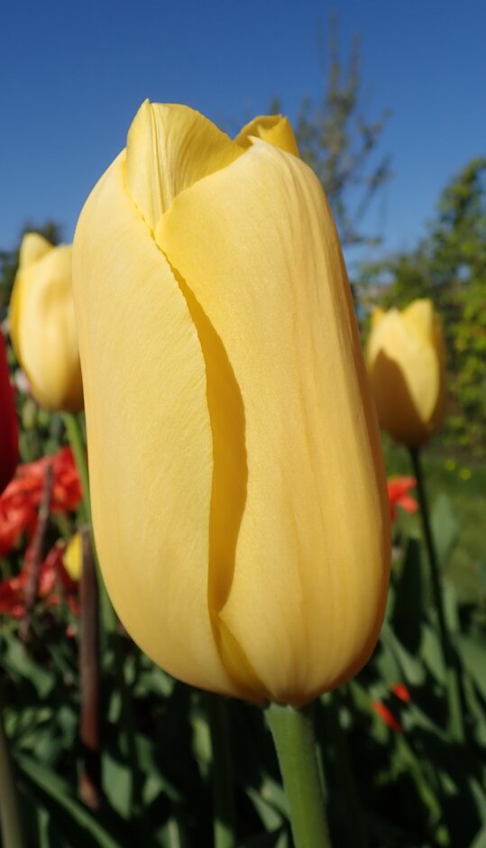 tulip 'Big Smile'