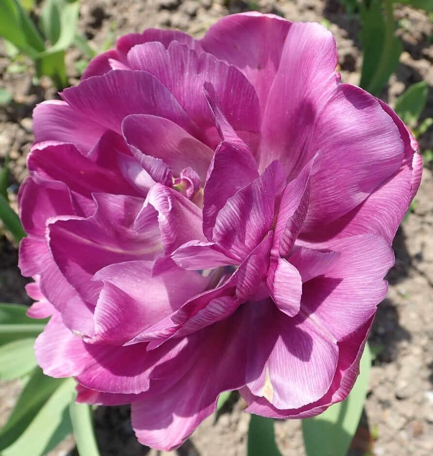 tulip 'Blue Diamond'
