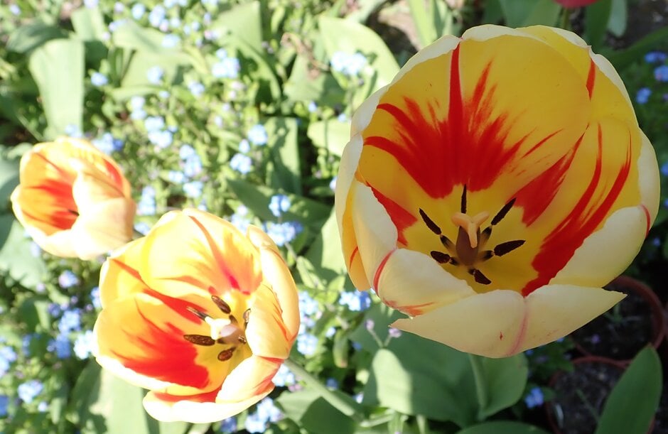 tulip 'Burning Heart'