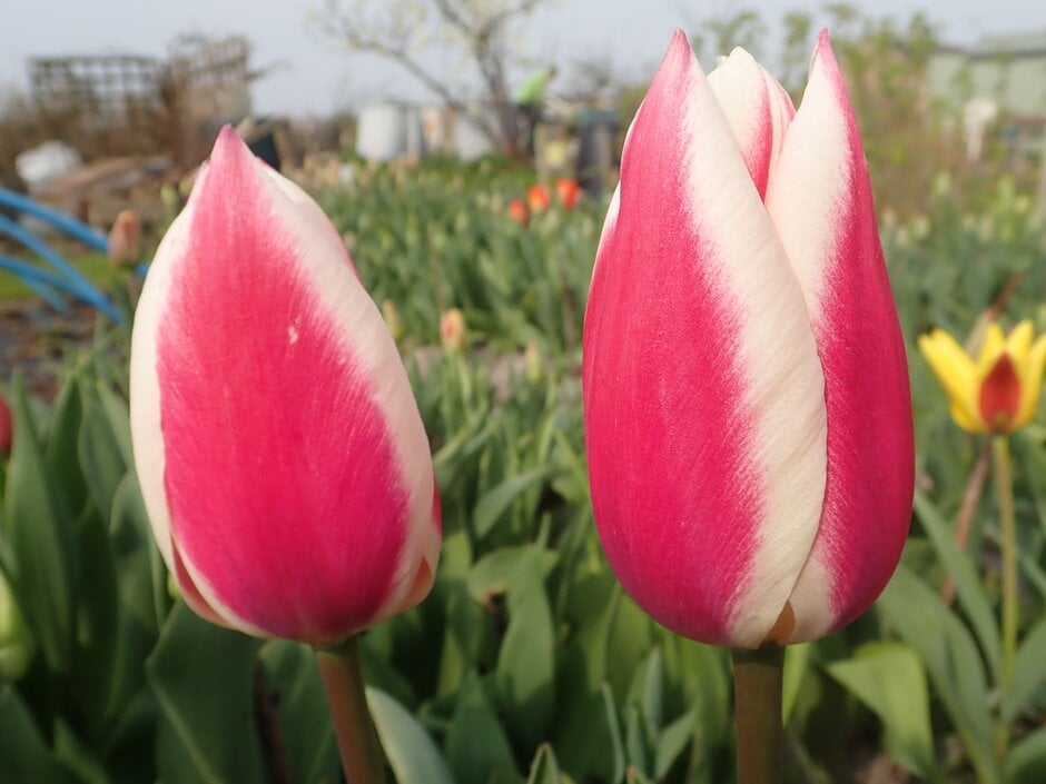 tulip 'Candy Apple Delight'