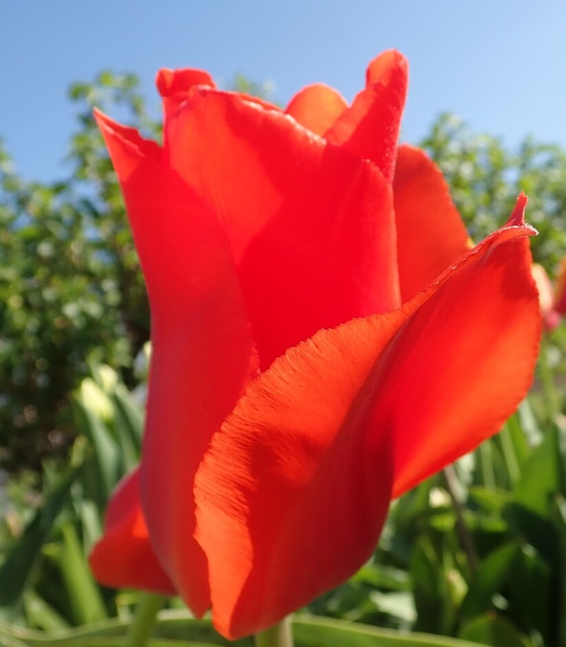 tulip 'Casa Grande'