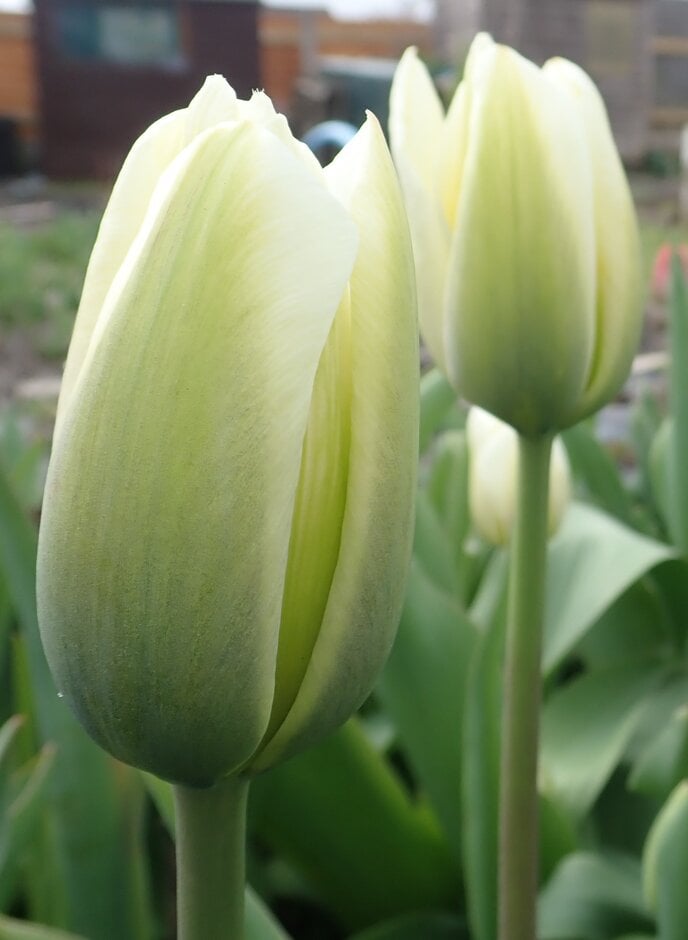 tulip 'Clearwater'
