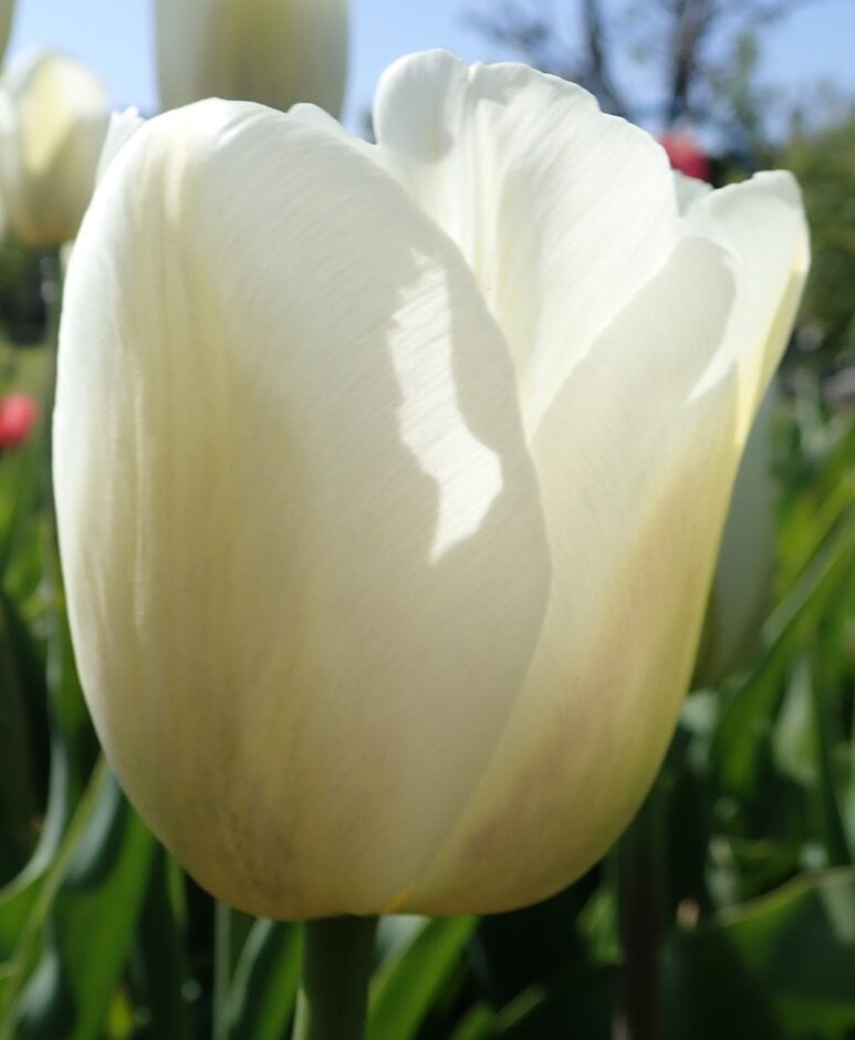tulip 'Clearwater'