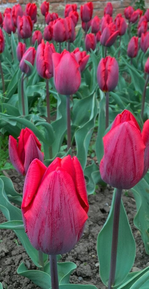tulip 'Couleur Cardinal'