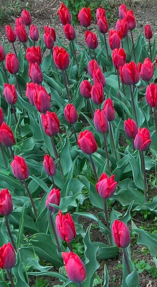 tulip 'Couleur Cardinal'