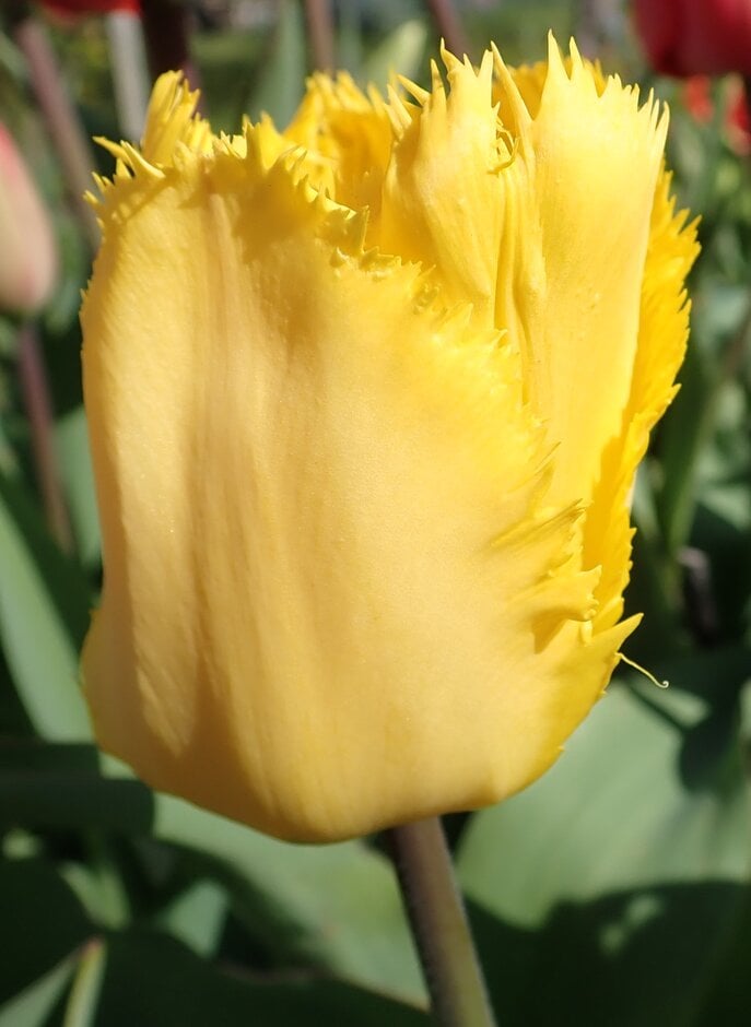 tulip 'Crystal Star'
