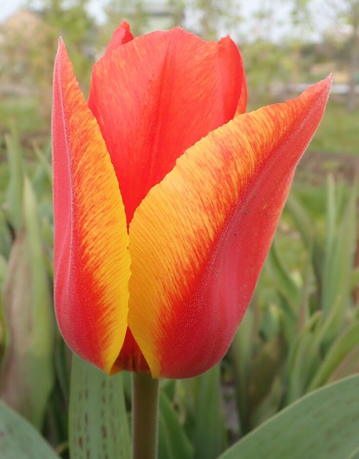 tulip 'First Impression'