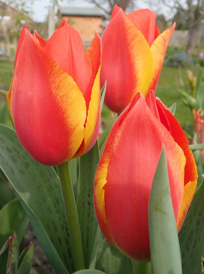 tulip 'First Impression'