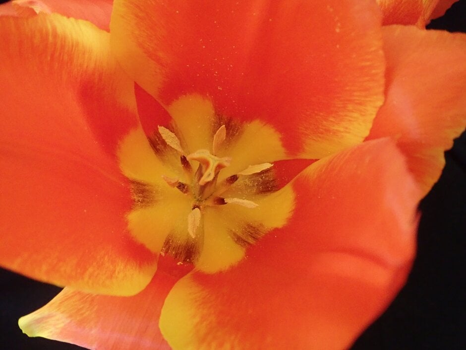 tulip 'First Impression'