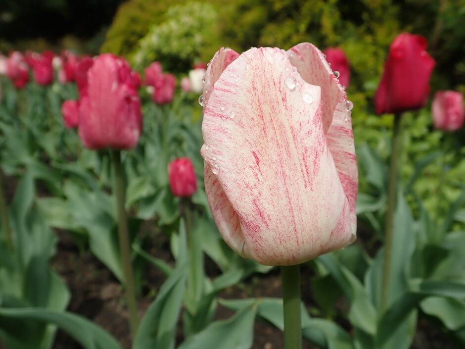 tulip 'Hemisphere'