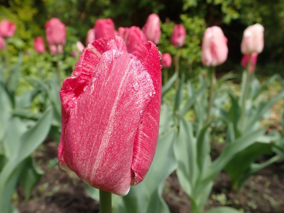 tulip 'Hemisphere'