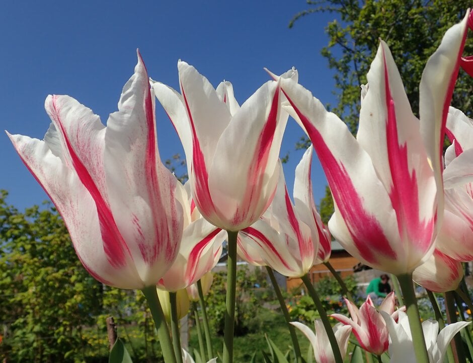 tulip 'Marilyn'
