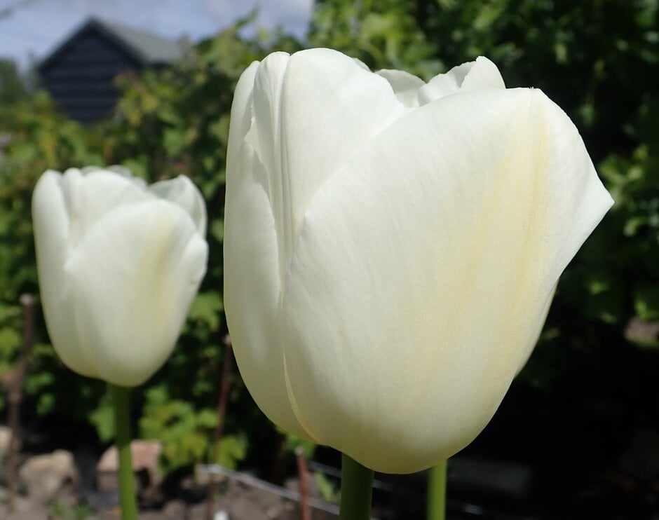 tulip 'Maureen'