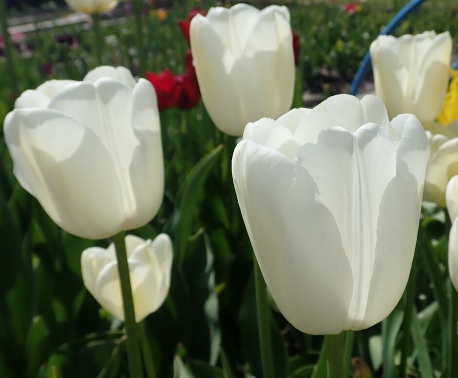 tulip 'Maureen'