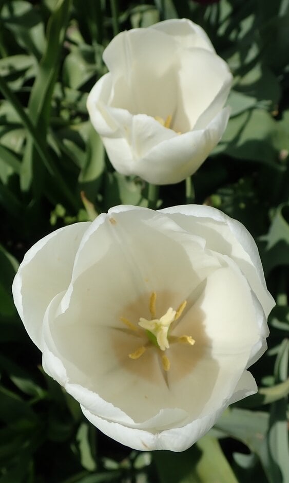 tulip 'Maureen'