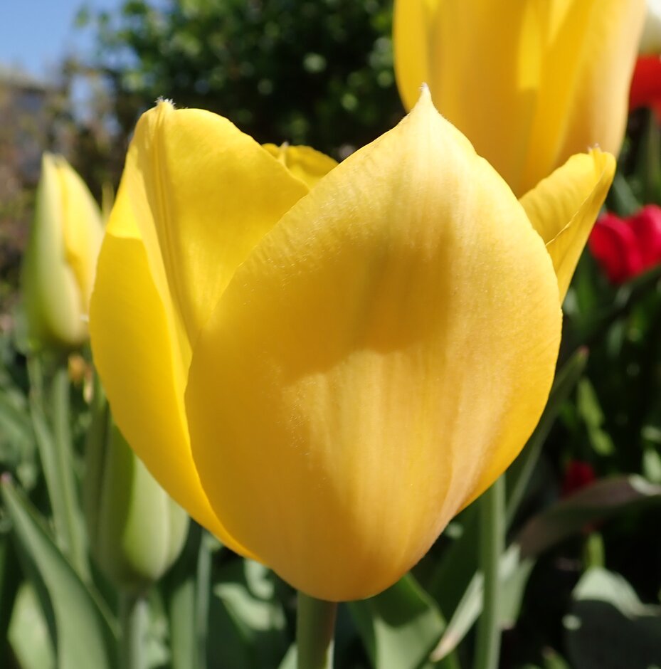 tulip 'Muscadet'