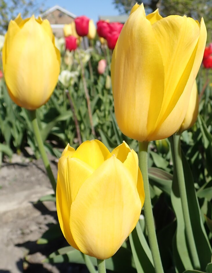 tulip 'Muscadet'