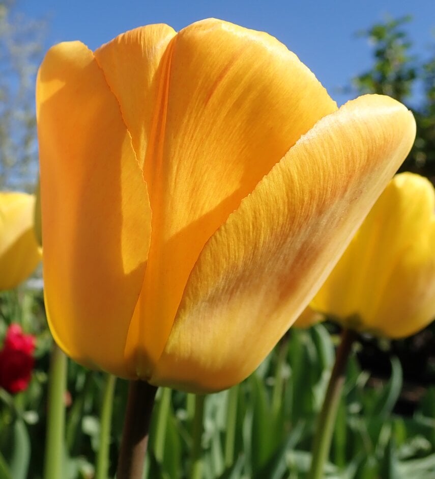 tulip 'Orange Lion'