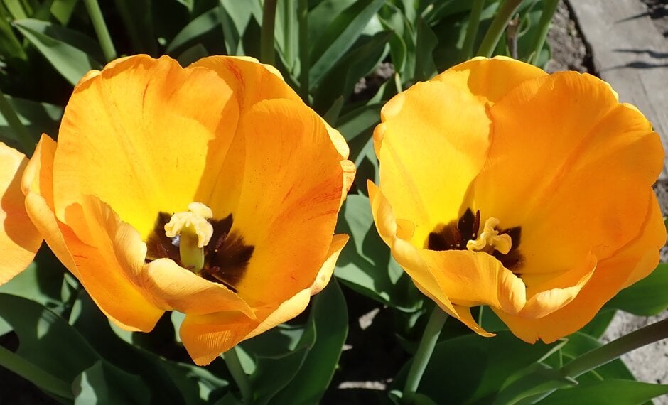 tulip 'Orange Lion'