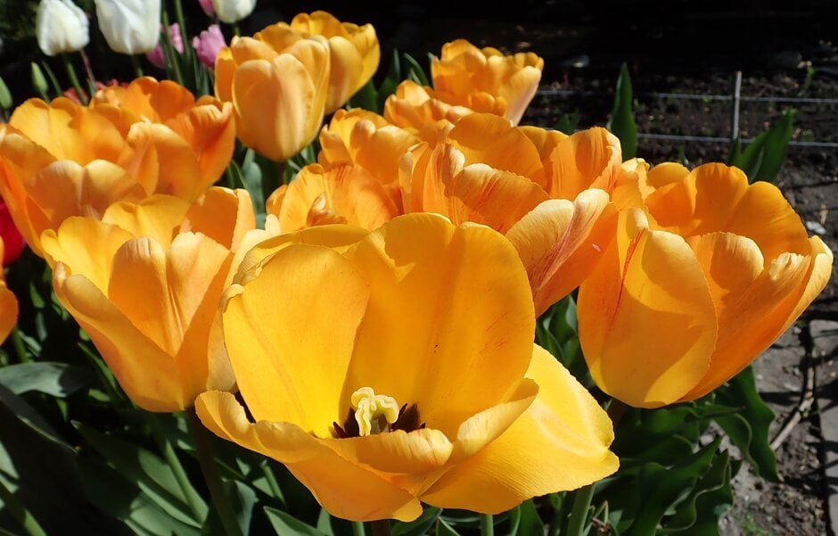 tulip 'Orange Lion'