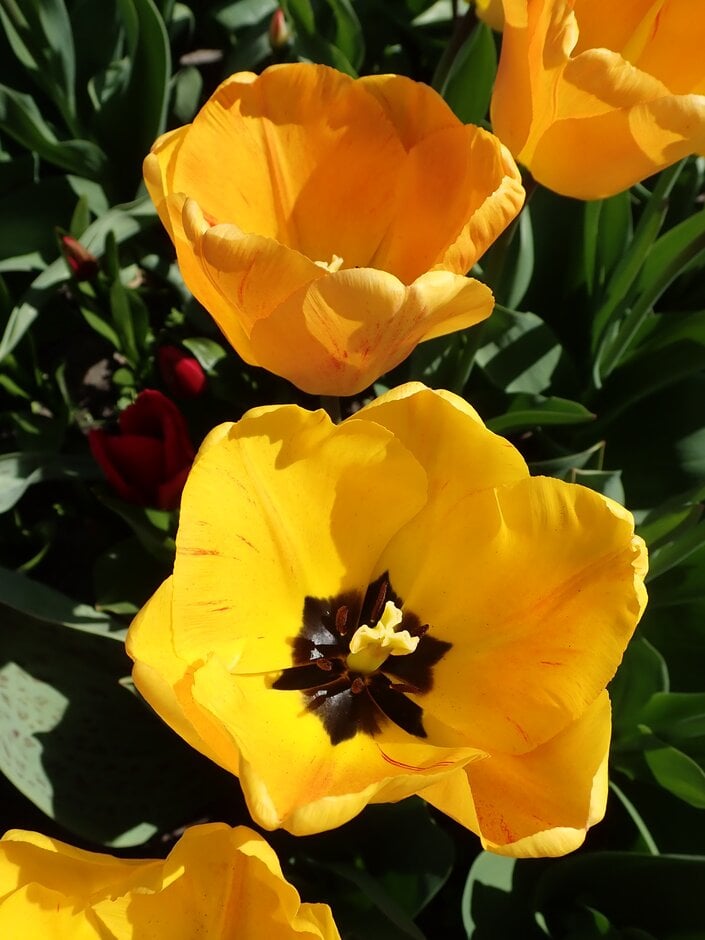 tulip 'Orange Lion'