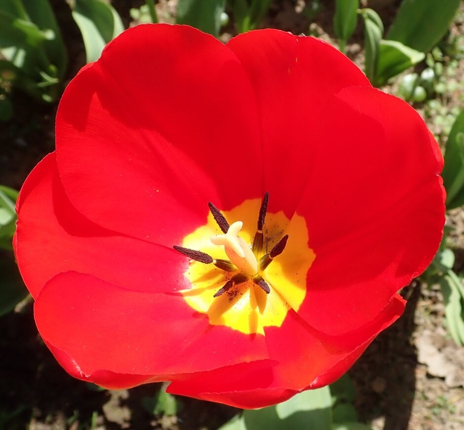tulip 'Oxford'