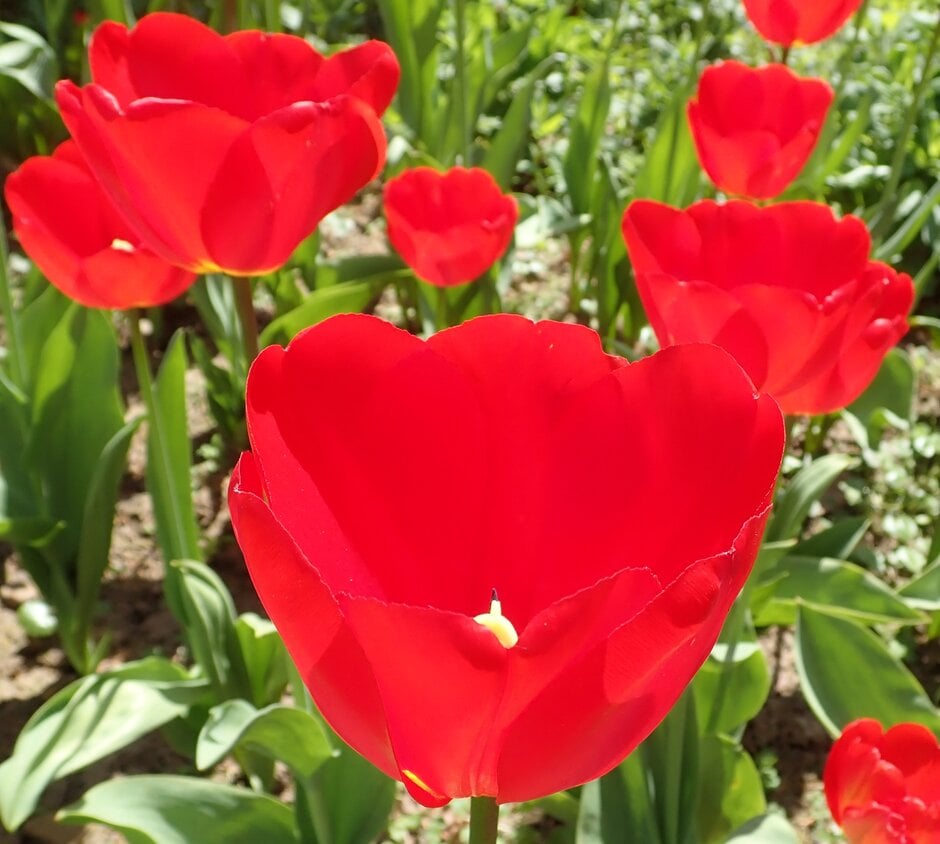 tulip 'Oxford'