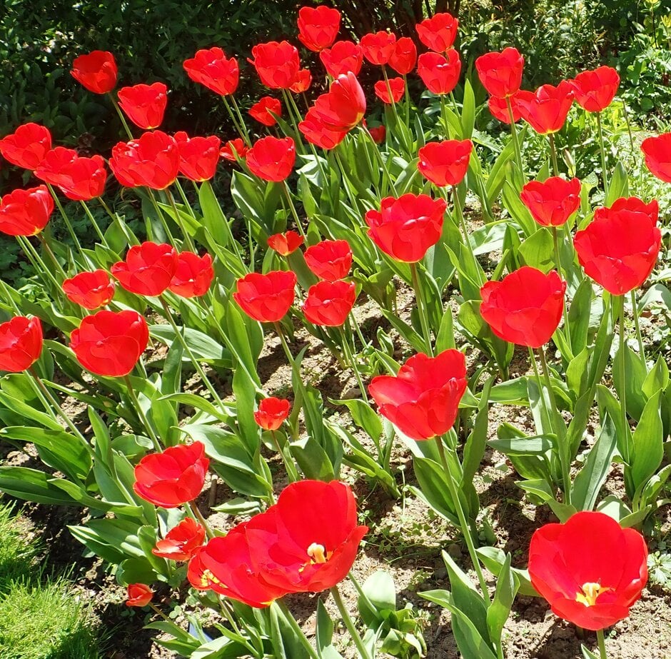 tulip 'Oxford'