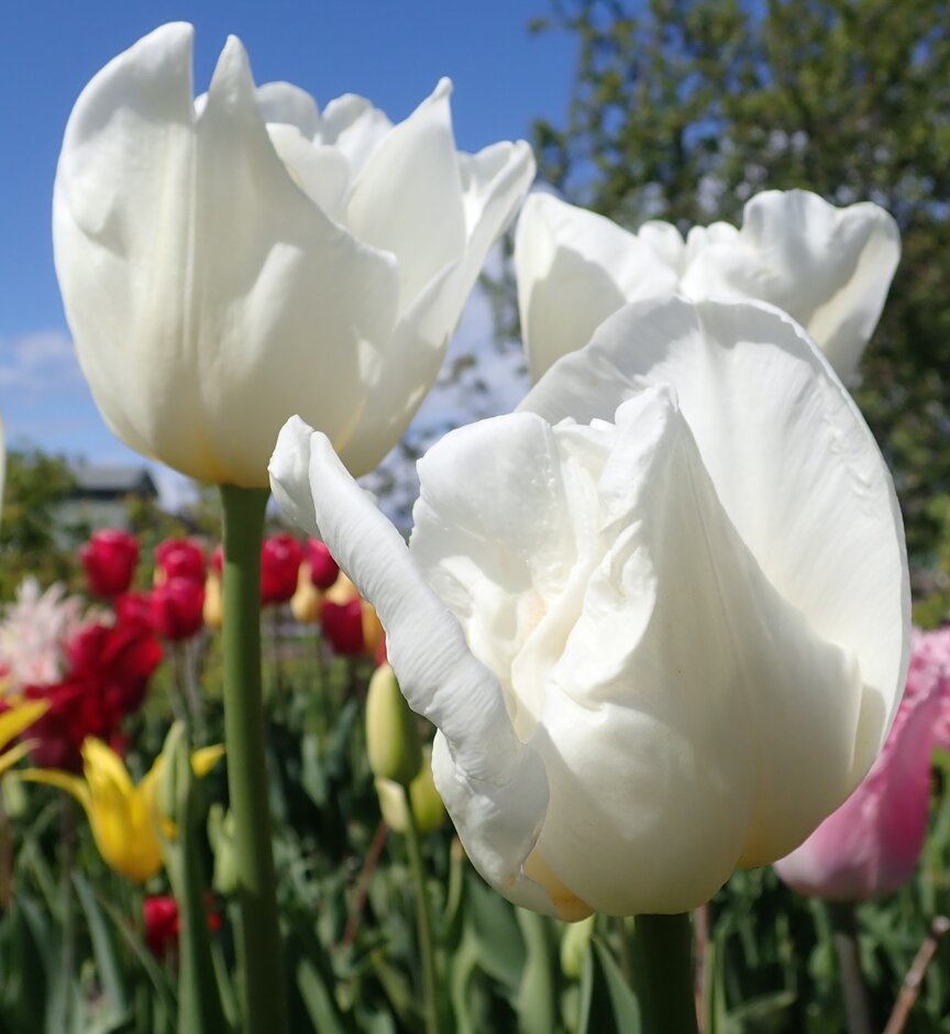 <i>Tulipa</i> 'Polestar' (3)
