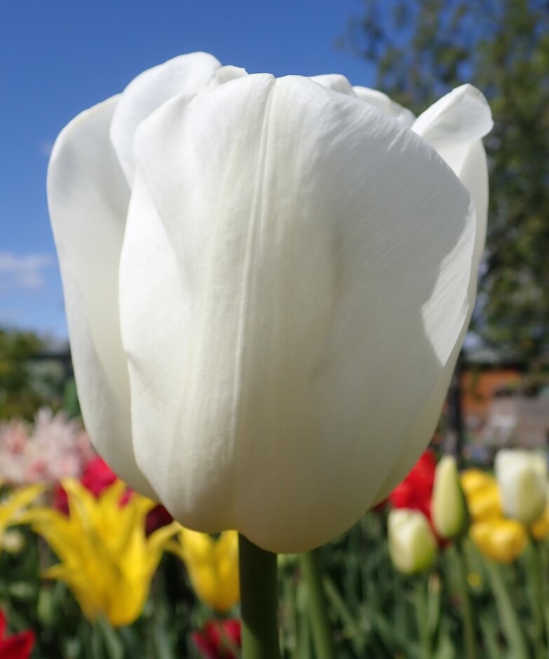 <i>Tulipa</i> 'Polestar' (3)