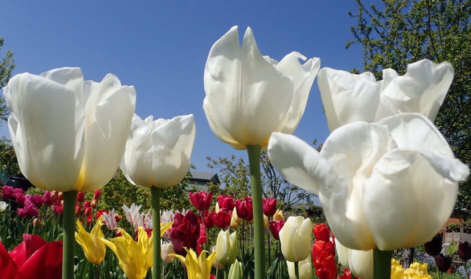 <i>Tulipa</i> 'Polestar' (3)