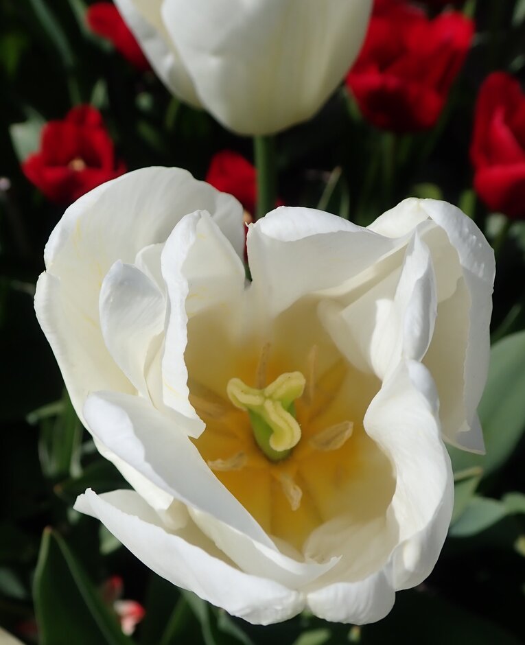 <i>Tulipa</i> 'Polestar' (3)