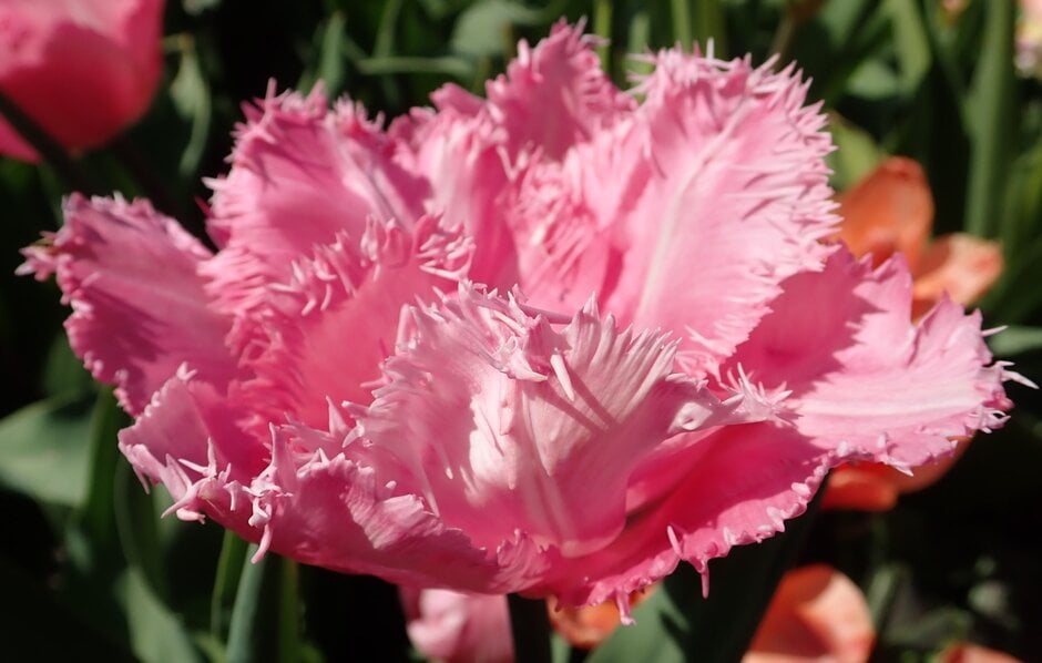 tulip 'Santander'