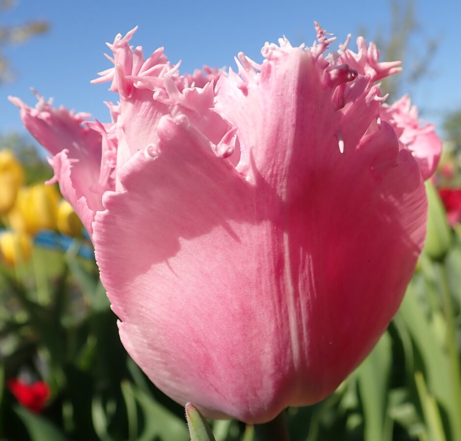 tulip 'Santander'