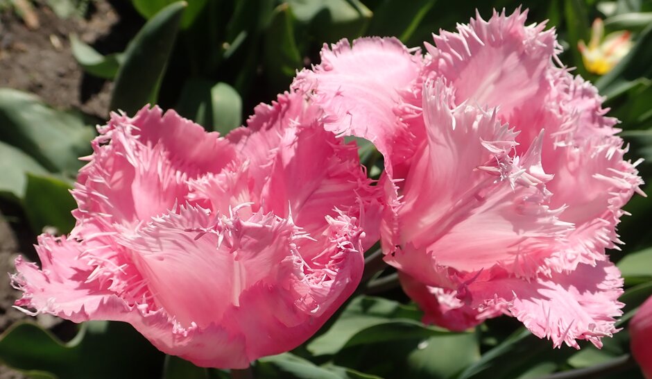 tulip 'Santander'